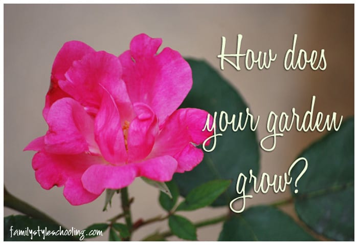 How does your garden grow rose