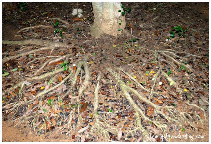 Schole tree roots