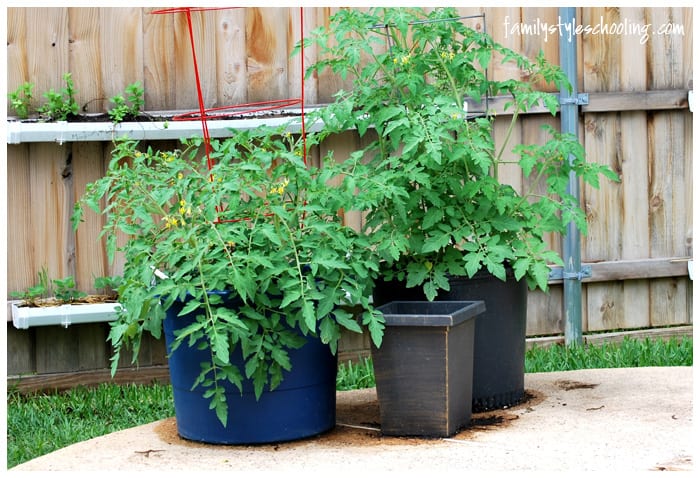 container gardening tomatoes