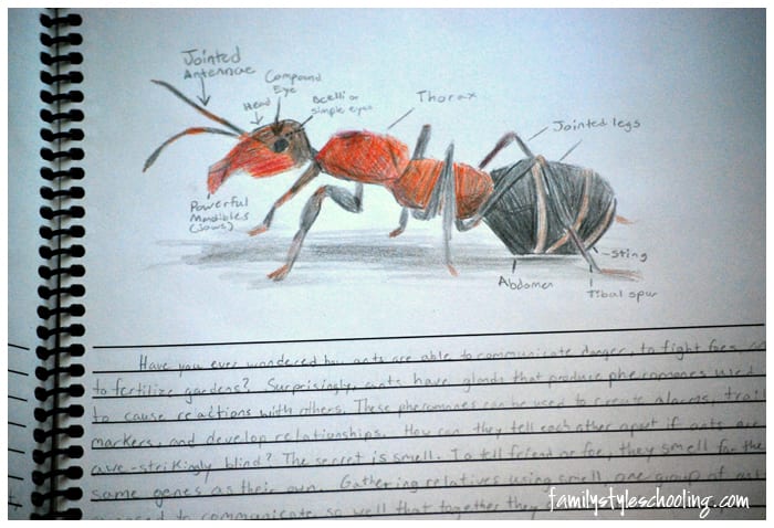 diagram of an ant sketch notebook challenge a