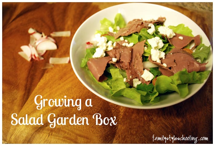 growing a salad garden box