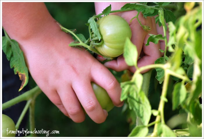 fried green tomatoes picking