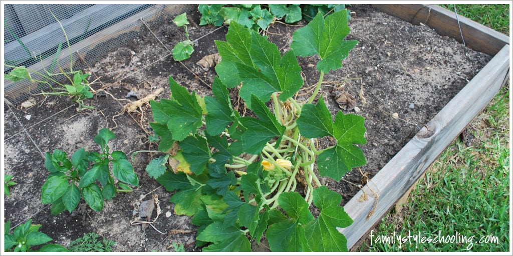 The only squash plant that remains.  It has a few flowers on it, so there is hope yet!