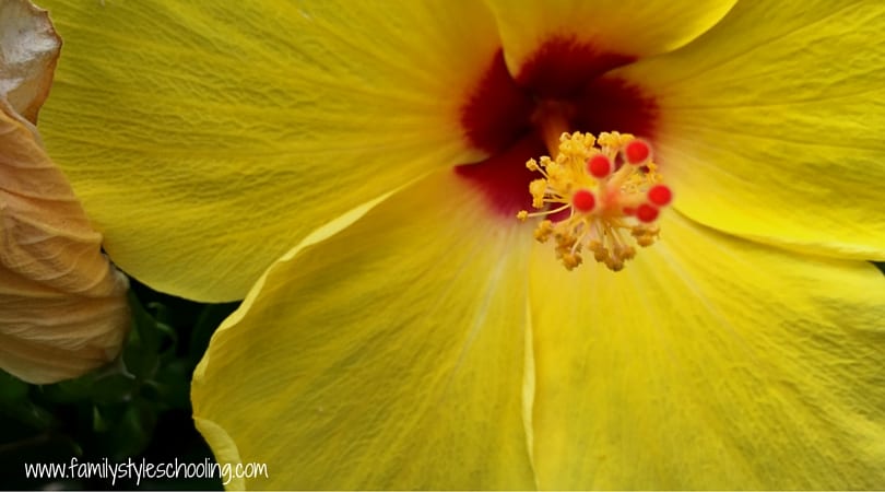 Will's favorite - a vibrant yellow.