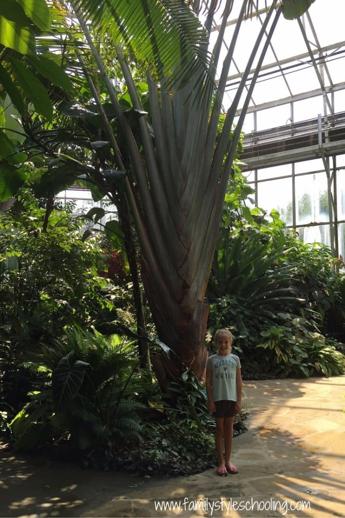 enormous plants in the conservatory