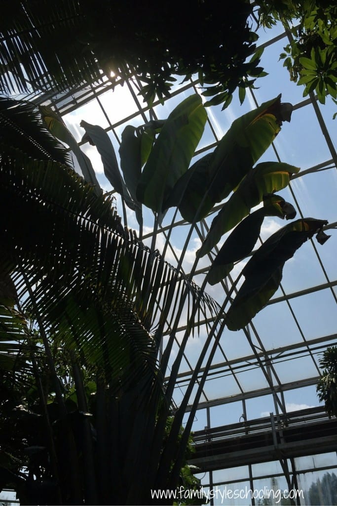 giant leaves in the conservatory