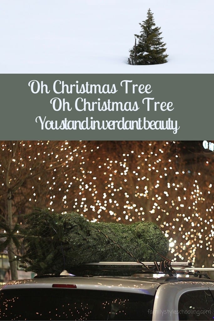 The Verdant Beauty of a Christmas Tree - Family Style Schooling